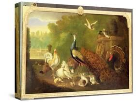 A Peacock, Turkey and Other Birds in an Ornamental Garden-Marmaduke Cradock-Stretched Canvas