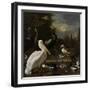 A Pelican and other Birds near a Pool, Known as ‘The Floating Feather’, c.1680-Melchior de Hondecoeter-Framed Giclee Print