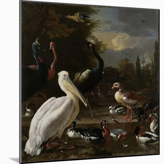 A Pelican and other Birds near a Pool, Known as ‘The Floating Feather’, c.1680-Melchior de Hondecoeter-Mounted Giclee Print