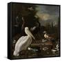 A Pelican and other Birds near a Pool, Known as ‘The Floating Feather’, c.1680-Melchior de Hondecoeter-Framed Stretched Canvas