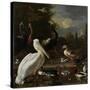 A Pelican and other Birds near a Pool, Known as ‘The Floating Feather’, c.1680-Melchior de Hondecoeter-Stretched Canvas