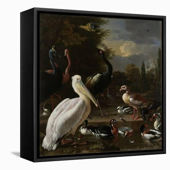 A Pelican and other Birds near a Pool, Known as ‘The Floating Feather’, c.1680-Melchior de Hondecoeter-Framed Stretched Canvas