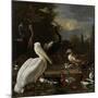 A Pelican and other Birds near a Pool, Known as ‘The Floating Feather’, c.1680-Melchior de Hondecoeter-Mounted Giclee Print