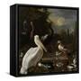 A Pelican and Other Birds Near a Pool, known as the Floating Feather-Melchior d'Hondecoeter-Framed Stretched Canvas