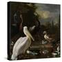 A Pelican and Other Birds Near a Pool, known as the Floating Feather-Melchior d'Hondecoeter-Stretched Canvas