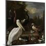 A Pelican and Other Birds Near a Pool, known as the Floating Feather-Melchior d'Hondecoeter-Mounted Art Print
