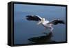 A Pelican Landing on the Water Near Walvis Bay, Namibia-Alex Saberi-Framed Stretched Canvas