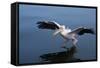 A Pelican Landing on the Water Near Walvis Bay, Namibia-Alex Saberi-Framed Stretched Canvas