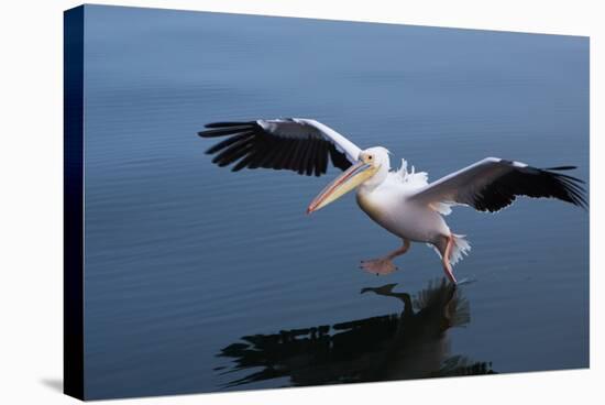 A Pelican Landing on the Water Near Walvis Bay, Namibia-Alex Saberi-Stretched Canvas