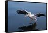 A Pelican Landing on the Water Near Walvis Bay, Namibia-Alex Saberi-Framed Stretched Canvas