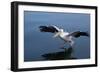 A Pelican Landing on the Water Near Walvis Bay, Namibia-Alex Saberi-Framed Photographic Print