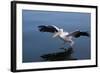 A Pelican Landing on the Water Near Walvis Bay, Namibia-Alex Saberi-Framed Photographic Print