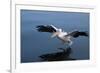 A Pelican Landing on the Water Near Walvis Bay, Namibia-Alex Saberi-Framed Photographic Print