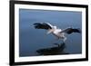 A Pelican Landing on the Water Near Walvis Bay, Namibia-Alex Saberi-Framed Photographic Print