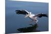 A Pelican Landing on the Water Near Walvis Bay, Namibia-Alex Saberi-Mounted Photographic Print