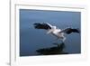 A Pelican Landing on the Water Near Walvis Bay, Namibia-Alex Saberi-Framed Photographic Print