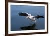 A Pelican Landing on the Water Near Walvis Bay, Namibia-Alex Saberi-Framed Photographic Print