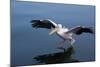 A Pelican Landing on the Water Near Walvis Bay, Namibia-Alex Saberi-Mounted Photographic Print