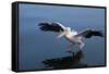 A Pelican Landing on the Water Near Walvis Bay, Namibia-Alex Saberi-Framed Stretched Canvas