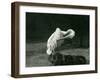 A Pelican Preening its Wing at London Zoo, June 1922-Frederick William Bond-Framed Photographic Print