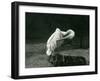 A Pelican Preening its Wing at London Zoo, June 1922-Frederick William Bond-Framed Photographic Print