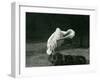 A Pelican Preening its Wing at London Zoo, June 1922-Frederick William Bond-Framed Photographic Print