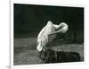 A Pelican Preening its Wing at London Zoo, June 1922-Frederick William Bond-Framed Photographic Print