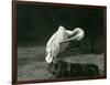 A Pelican Preening its Wing at London Zoo, June 1922-Frederick William Bond-Framed Photographic Print