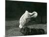 A Pelican Preening its Wing at London Zoo, June 1922-Frederick William Bond-Mounted Photographic Print