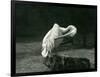 A Pelican Preening its Wing at London Zoo, June 1922-Frederick William Bond-Framed Photographic Print