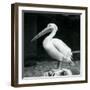 A Pelican Standing on a Tree Stump at London Zoo in September 1925 (B/W Photo)-Frederick William Bond-Framed Giclee Print