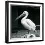 A Pelican Standing on a Tree Stump at London Zoo in September 1925 (B/W Photo)-Frederick William Bond-Framed Giclee Print