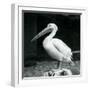 A Pelican Standing on a Tree Stump at London Zoo in September 1925 (B/W Photo)-Frederick William Bond-Framed Giclee Print