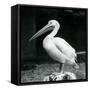 A Pelican Standing on a Tree Stump at London Zoo in September 1925 (B/W Photo)-Frederick William Bond-Framed Stretched Canvas