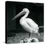 A Pelican Standing on a Tree Stump at London Zoo in September 1925 (B/W Photo)-Frederick William Bond-Stretched Canvas