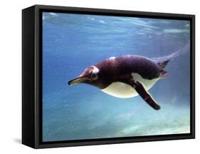 A Penguin at Belfast Zoo, June 2000-null-Framed Stretched Canvas