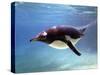 A Penguin at Belfast Zoo, June 2000-null-Stretched Canvas