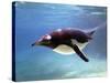 A Penguin at Belfast Zoo, June 2000-null-Stretched Canvas