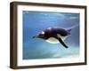 A Penguin at Belfast Zoo, June 2000-null-Framed Photographic Print