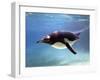 A Penguin at Belfast Zoo, June 2000-null-Framed Photographic Print