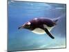 A Penguin at Belfast Zoo, June 2000-null-Mounted Photographic Print