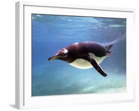 A Penguin at Belfast Zoo, June 2000-null-Framed Photographic Print