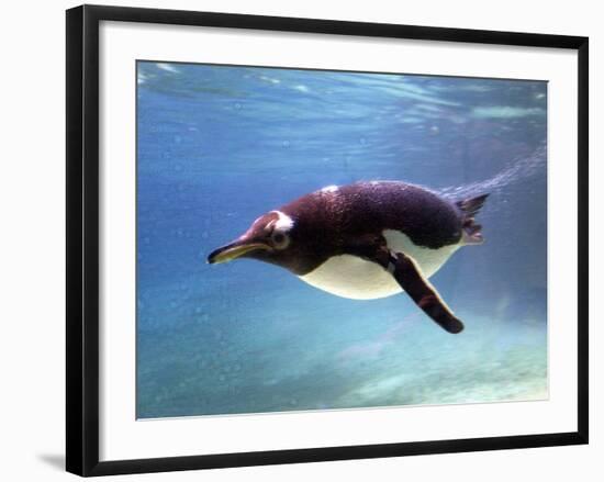A Penguin at Belfast Zoo, June 2000-null-Framed Photographic Print