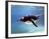 A Penguin at Belfast Zoo, June 2000-null-Framed Photographic Print