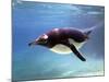 A Penguin at Belfast Zoo, June 2000-null-Mounted Photographic Print