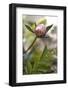 A peony bud-Luuk Geertsen-Framed Photo