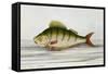 A Perch-E. Albin-Framed Stretched Canvas