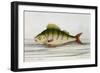 A Perch-E. Albin-Framed Giclee Print