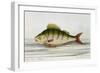 A Perch-E. Albin-Framed Giclee Print