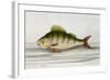 A Perch-E. Albin-Framed Giclee Print